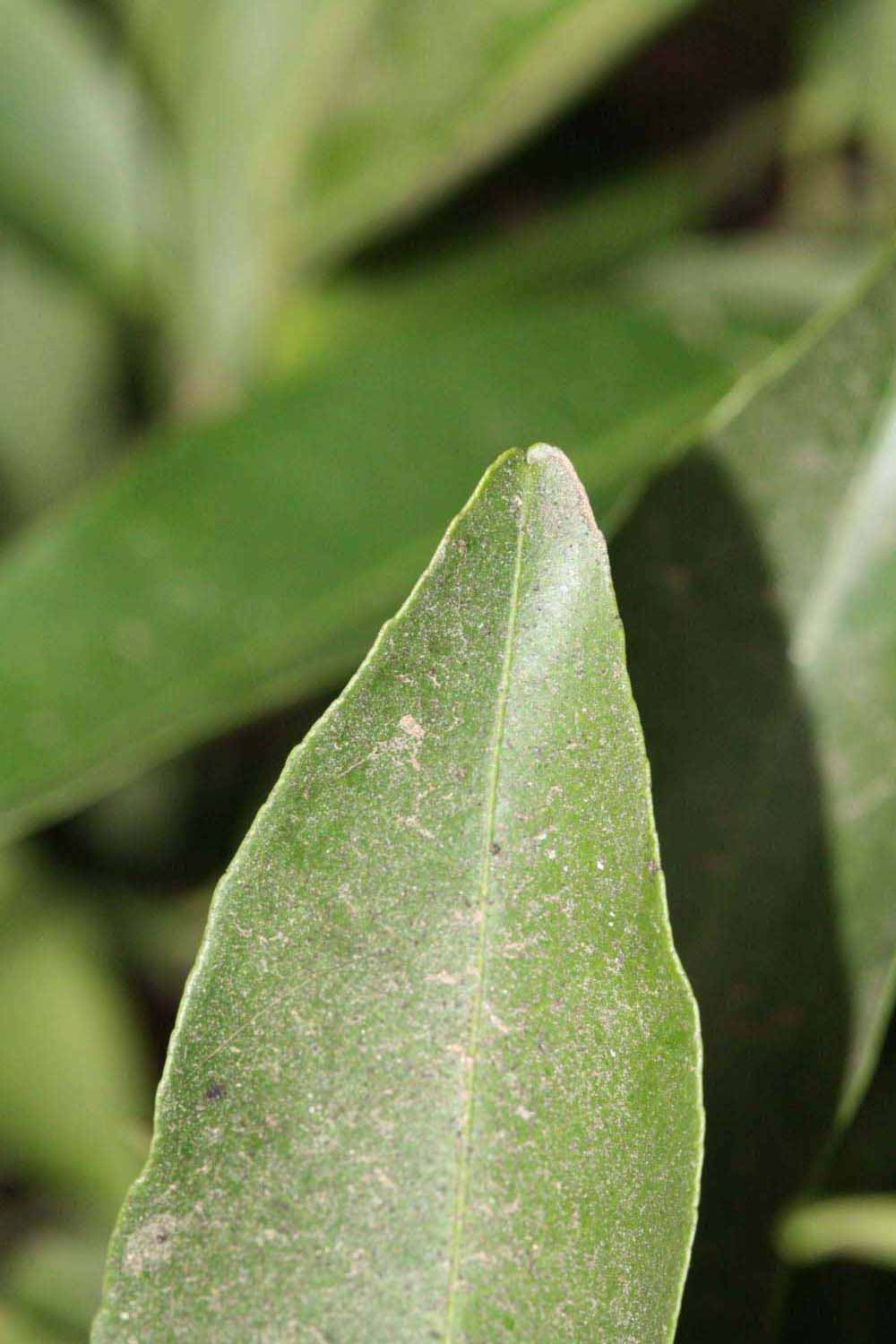              Margin (Winter Haven, FL)       